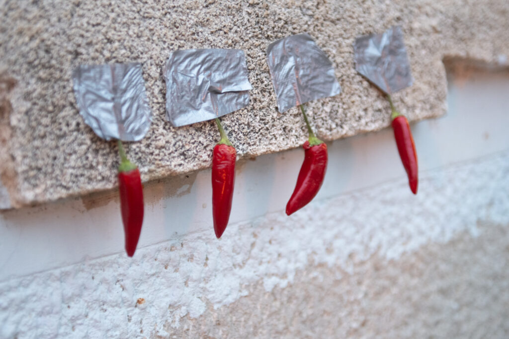 copyright_dusko.miljanic_38267670488